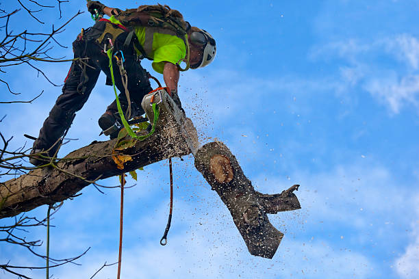 Best Root Management and Removal  in Ashland, AL